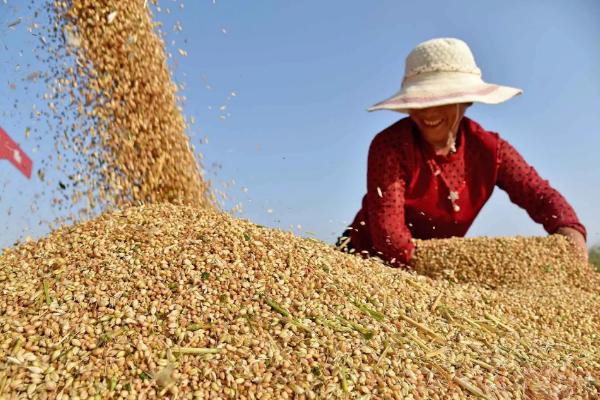 小麦是什么季节收获