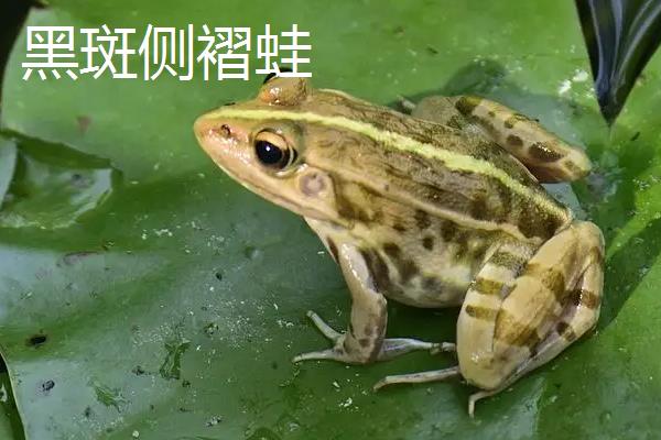 石蛙跟青蛙有什么区别