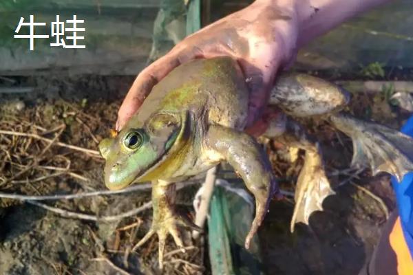 青蛙和牛蛙的区别
