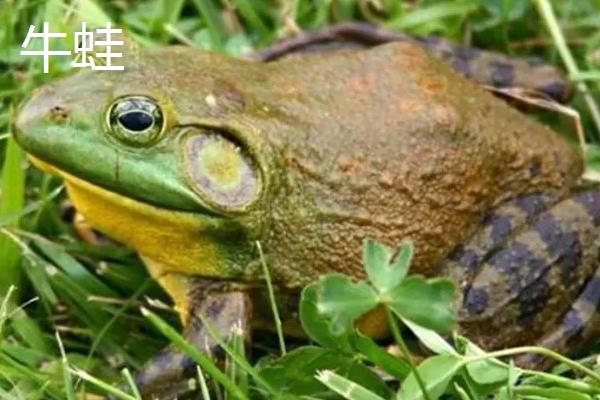 牛蛙田鸡青蛙的区别