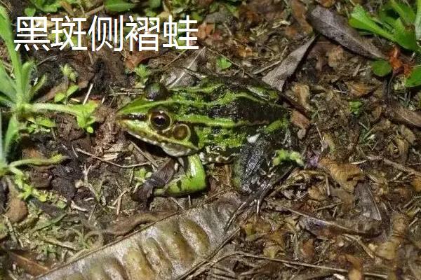 牛蛙田鸡青蛙的区别