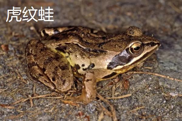 牛蛙田鸡青蛙的区别