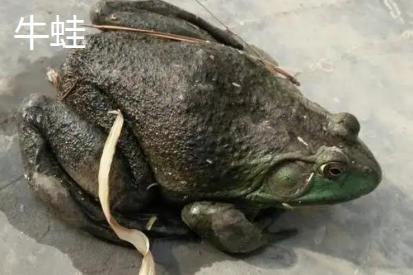 牛蛙和美蛙的区别