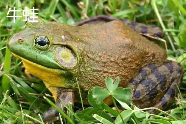 牛蛙和美蛙的区别