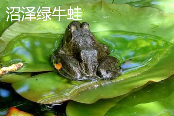 牛蛙和美蛙的区别