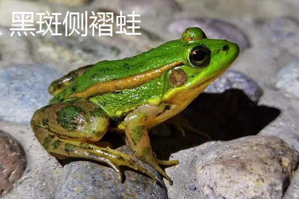 牛蛙青蛙赖蛤蟆的区别