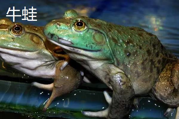 牛蛙青蛙赖蛤蟆的区别