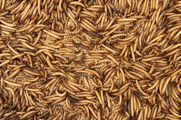 蛋白虫养殖全过程，蛋白虫和黄粉虫的区别