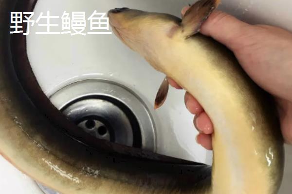 鳗鱼野生和养殖的区别