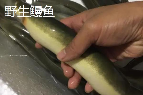 鳗鱼野生和养殖的区别