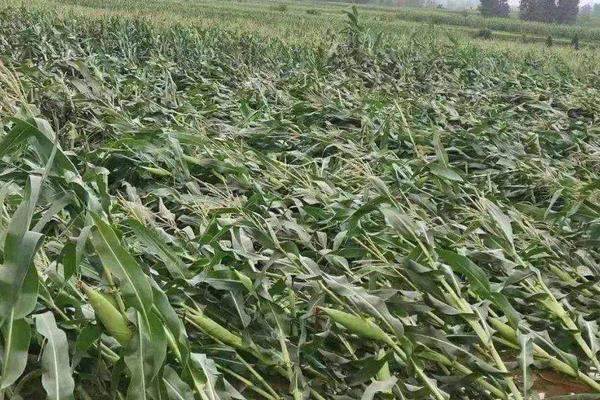 庄稼出现成片歪斜用什么肥料,是什么原因导致的