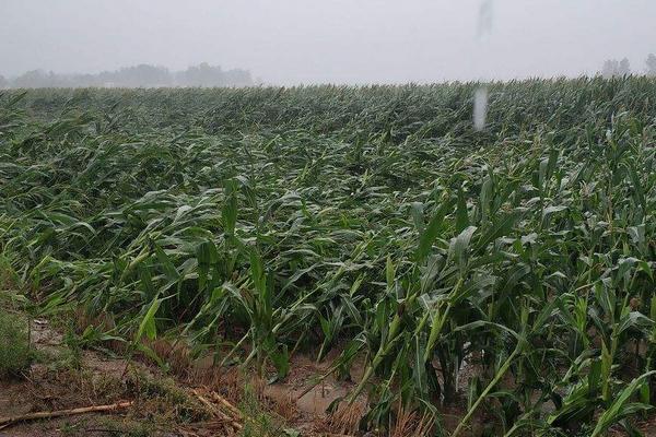 庄稼出现成片歪斜用什么肥料,是什么原因导致的