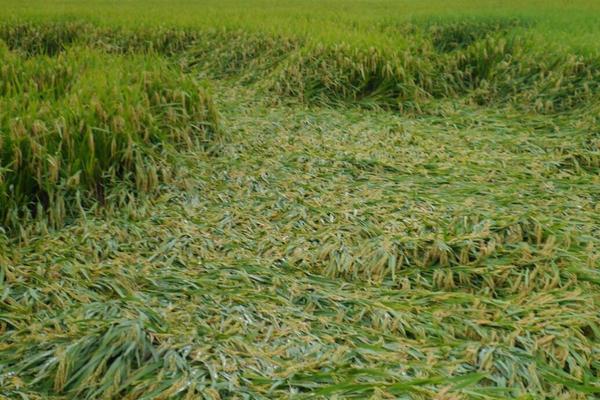 庄稼出现成片歪斜用什么肥料,是什么原因导致的