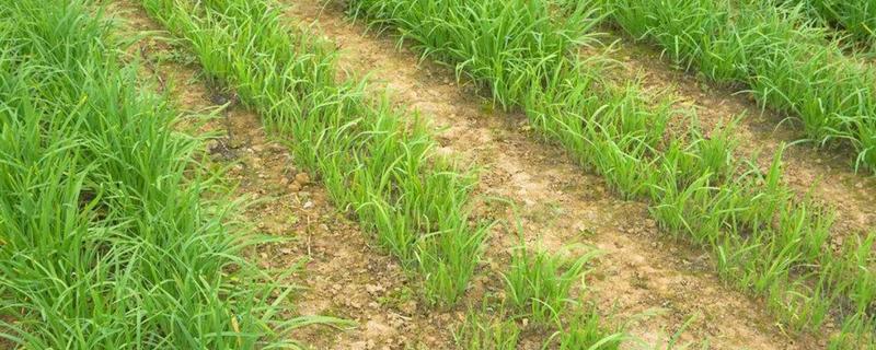 韭菜需要什么肥料,韭菜生长速度快吗