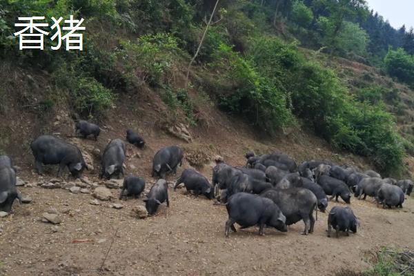 香猪与家猪的区别