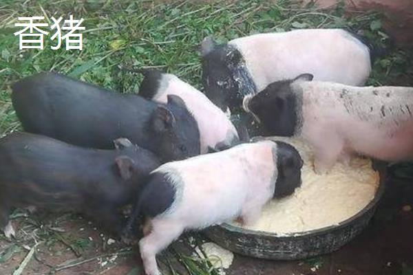 香猪与家猪的区别