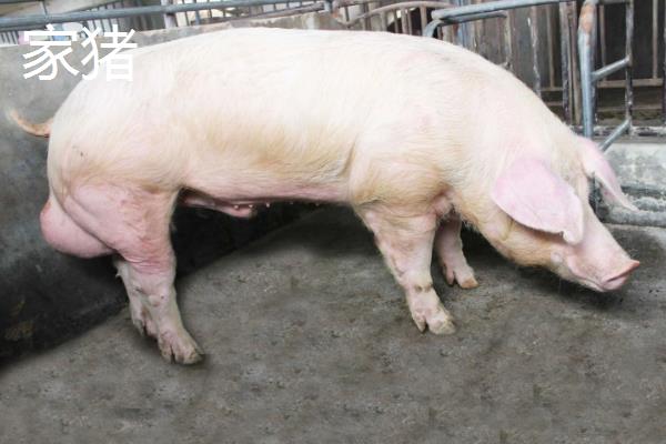 香猪与家猪的区别