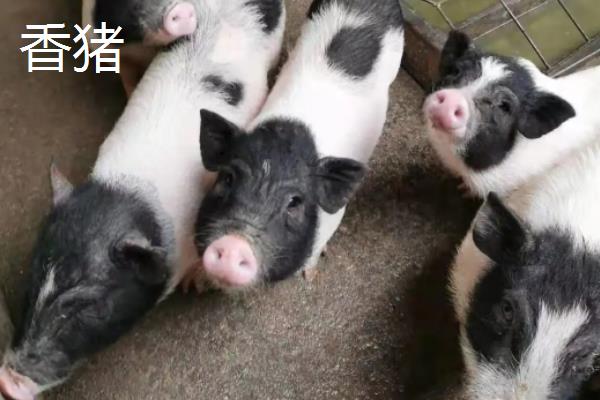 香猪和土猪的区别