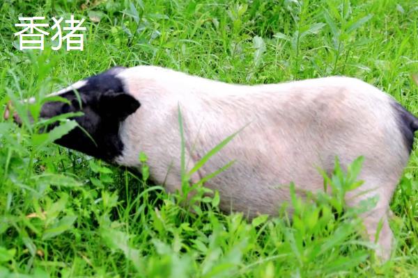 香猪和土猪的区别