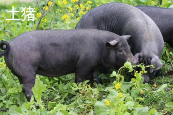 香猪和土猪的区别