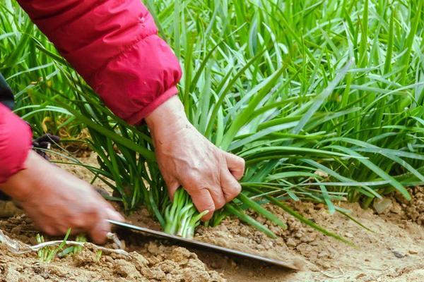 韭菜需要什么肥料,韭菜生长速度快吗