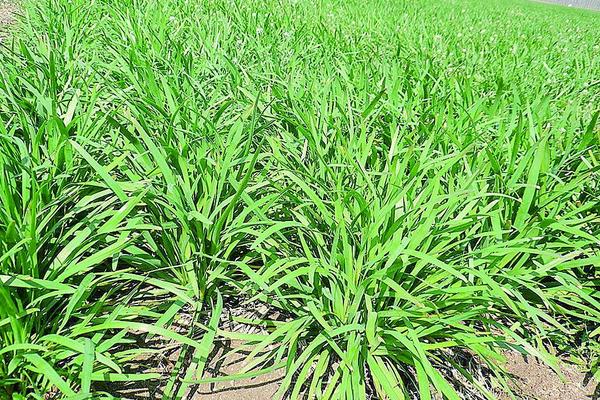 韭菜需要什么肥料,韭菜生长速度快吗
