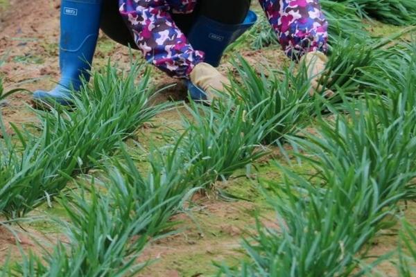 韭菜需要什么肥料,韭菜生长速度快吗