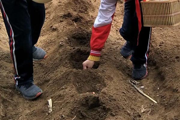 黄瓜怎么育苗才能出，黄瓜育苗多久可以移栽