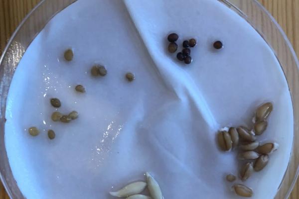 黄瓜怎么育苗才能出，黄瓜育苗多久可以移栽