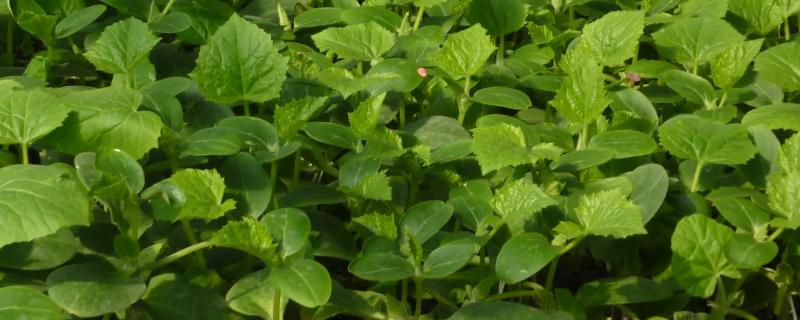 黄瓜怎么育苗才能出，黄瓜育苗多久可以移栽