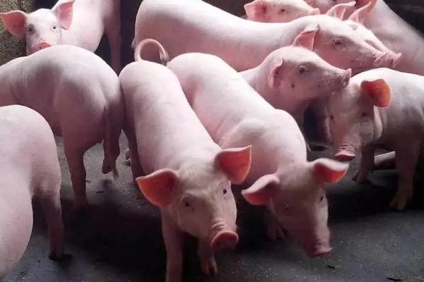 纯粮食猪和饲料猪区别,附养猪的注意事项