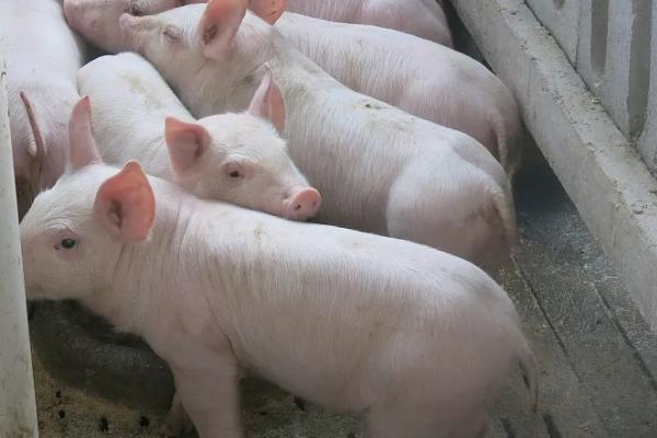 纯粮食猪和饲料猪区别,附养猪的注意事项