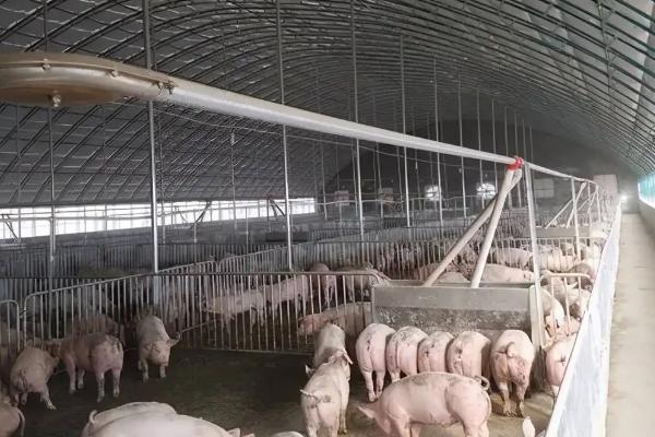 纯粮食猪和饲料猪区别,附养猪的注意事项