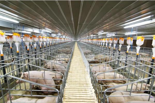 纯粮食猪和饲料猪区别,附养猪的注意事项