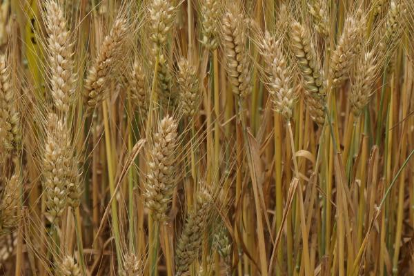 冬小麦是秋种夏收吗,冬小麦适合哪些地区种植