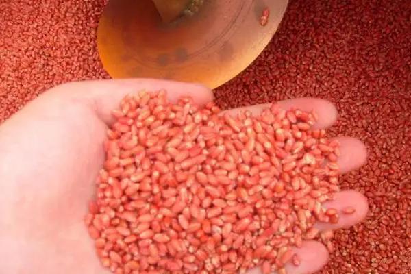 微生物菌剂使用方法,与菌肥有什么区别