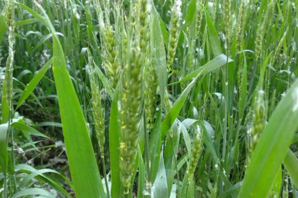 冬小麦是秋种夏收吗,冬小麦适合哪些地区种植