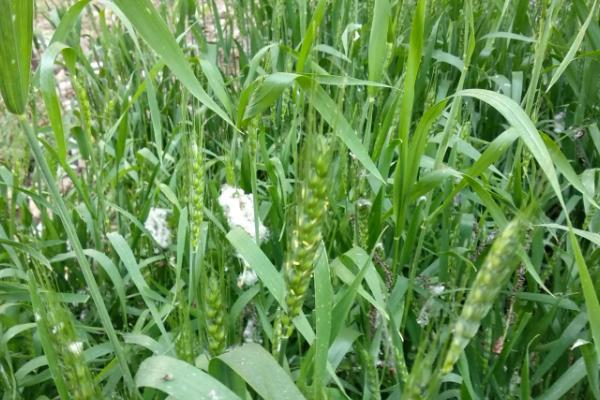 冬小麦是秋种夏收吗,冬小麦适合哪些地区种植