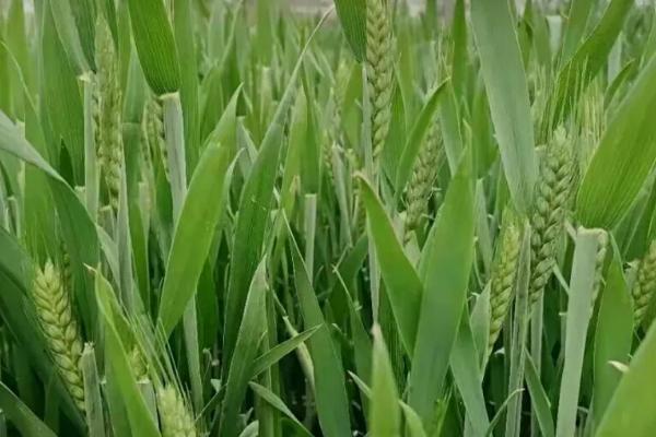 冬小麦是秋种夏收吗,冬小麦适合哪些地区种植