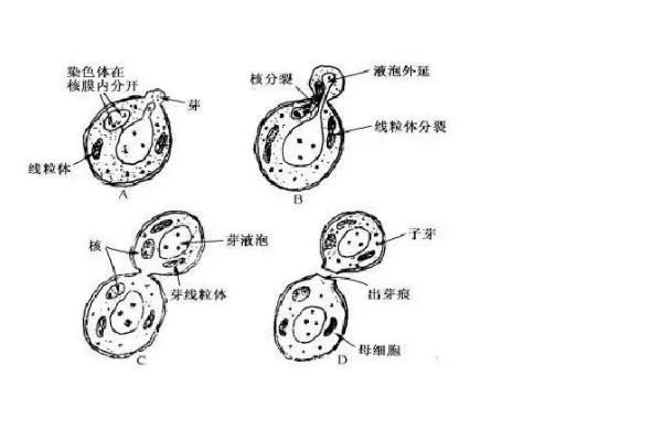 无性繁殖有哪些特点,和有性繁殖有什么区别