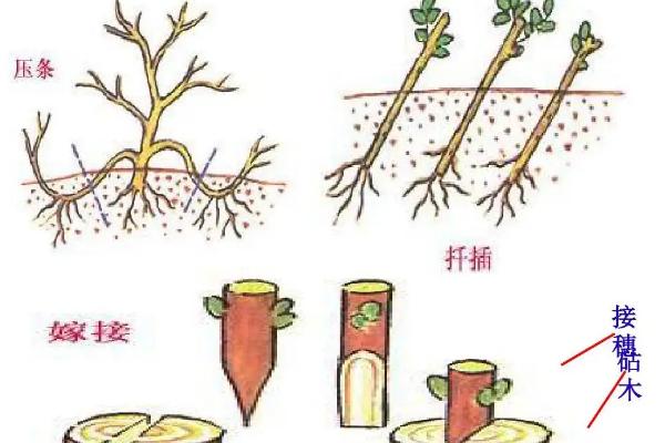 无性繁殖有哪些特点,和有性繁殖有什么区别