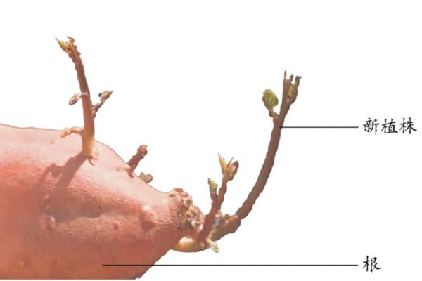 无性繁殖有哪些特点,和有性繁殖有什么区别