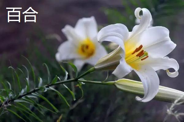 什么用来改良酸性土壤,酸性土壤适合种植什么植物