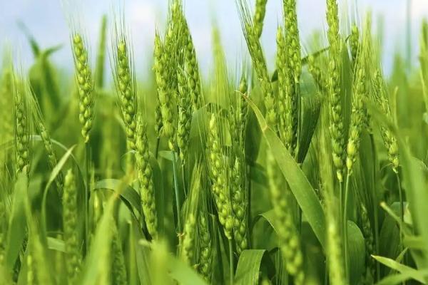 法国小麦产区分布在什么地区