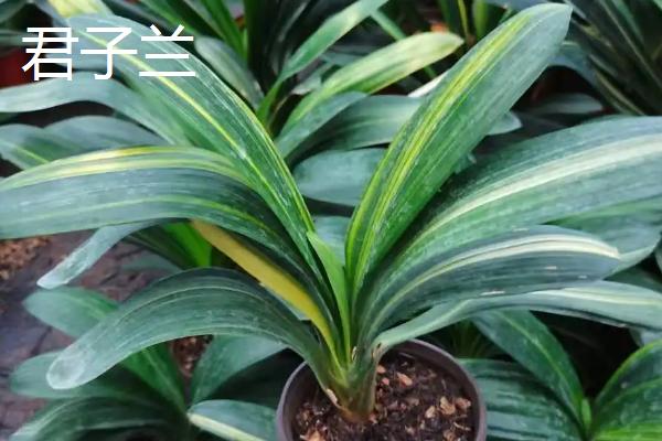 什么用来改良酸性土壤,酸性土壤适合种植什么植物