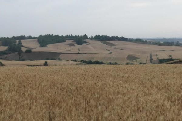 法国小麦产区分布在什么地区