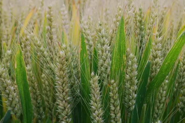 国标三等小麦标准,小麦等级标准怎么区分