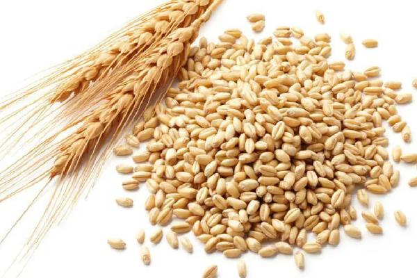 国标三等小麦标准,小麦等级标准怎么区分