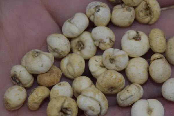 平贝母一亩地产量，和川贝母有什么区别