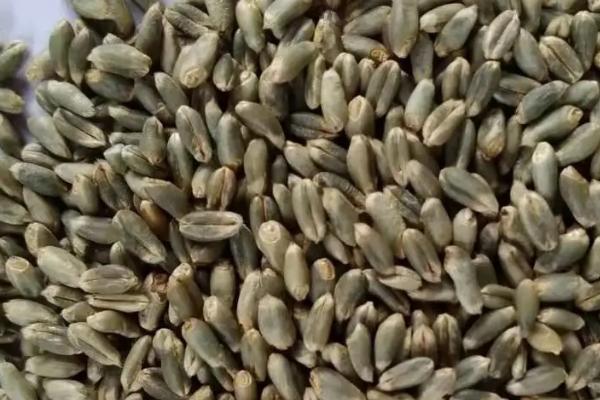 国标三等小麦标准,小麦等级标准怎么区分